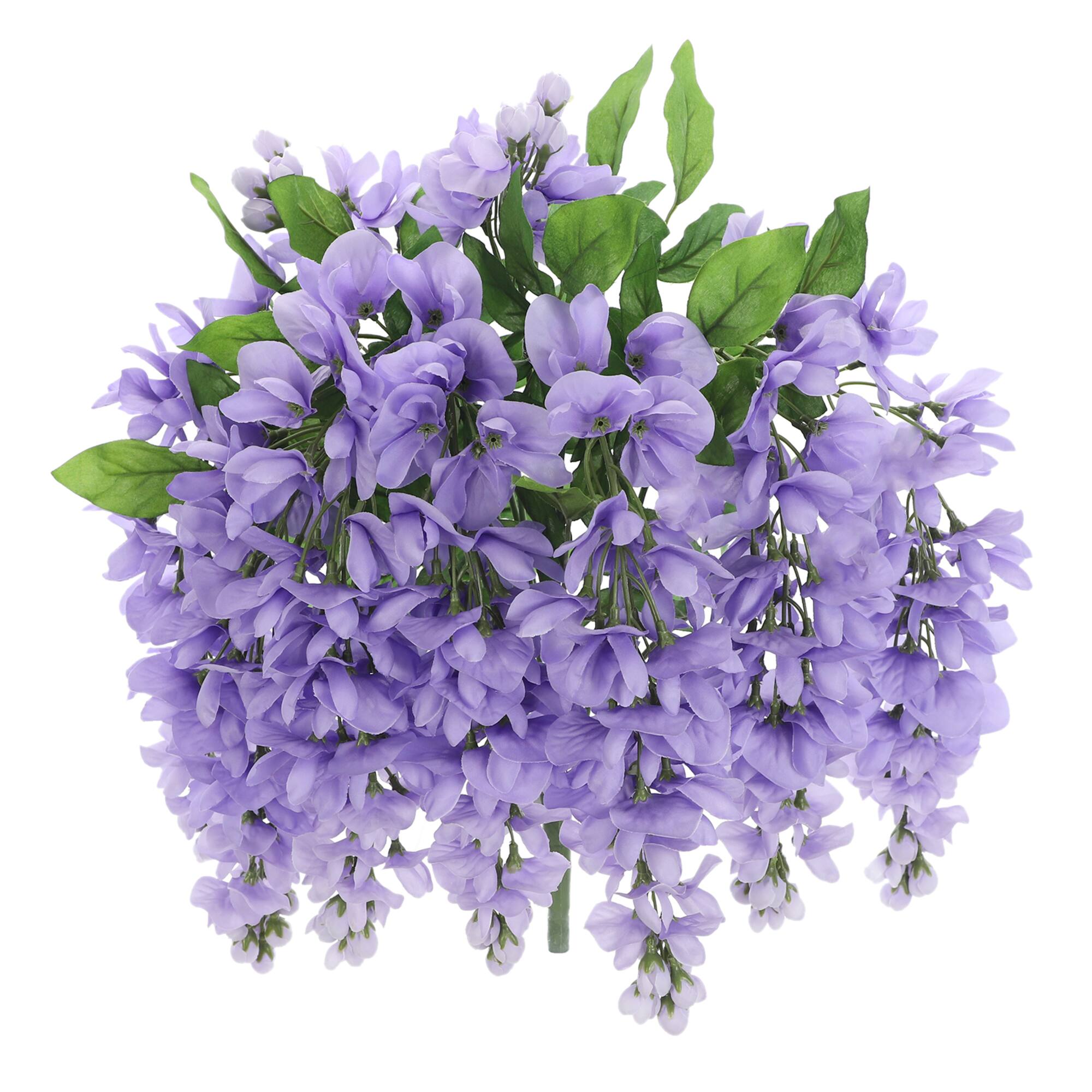 Wisteria Bush by Ashland